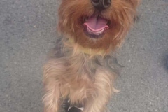 70847629_2454992571233245_3596451115106828288_n