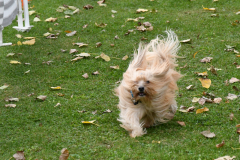 VdH-Schnellster-Hund-2024-final-001