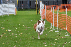 VdH-Schnellster-Hund-2024-final-003