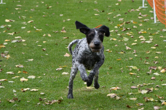 VdH-Schnellster-Hund-2024-final-004