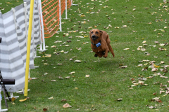 VdH-Schnellster-Hund-2024-final-005