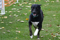 VdH-Schnellster-Hund-2024-final-006