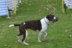 VdH-Schnellster-Hund-2024-final-007