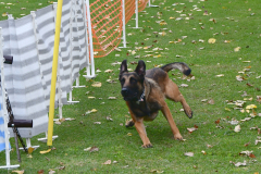 VdH-Schnellster-Hund-2024-final-008
