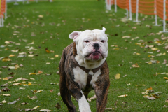 VdH-Schnellster-Hund-2024-final-009