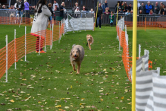 VdH-Schnellster-Hund-2024-final-012