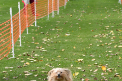 VdH-Schnellster-Hund-2024-final-013