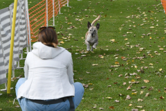 VdH-Schnellster-Hund-2024-final-014