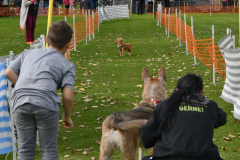VdH-Schnellster-Hund-2024-final-015