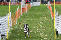 VdH-Schnellster-Hund-2024-final-016