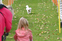 VdH-Schnellster-Hund-2024-final-017