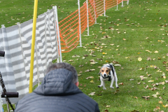 VdH-Schnellster-Hund-2024-final-020