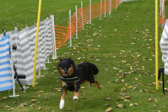 VdH-Schnellster-Hund-2024-final-021