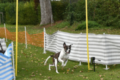 VdH-Schnellster-Hund-2024-final-022