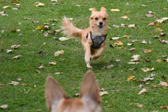 VdH-Schnellster-Hund-2024-final-023