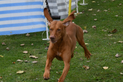 VdH-Schnellster-Hund-2024-final-024