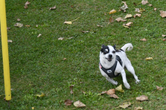 VdH-Schnellster-Hund-2024-final-025