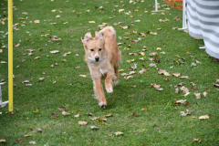 VdH-Schnellster-Hund-2024-final-026