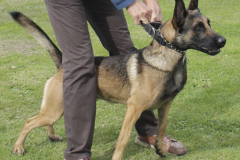 VdH-Schnellster-Hund-2024-final-027