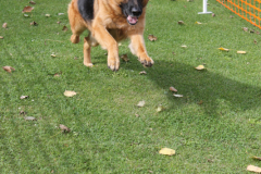 VdH-Schnellster-Hund-2024-final-030