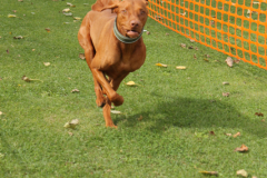 VdH-Schnellster-Hund-2024-final-031