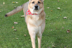 VdH-Schnellster-Hund-2024-final-032