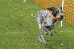 VdH-Schnellster-Hund-2024-final-033