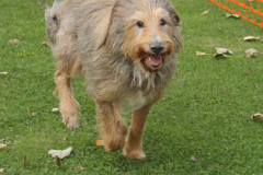 VdH-Schnellster-Hund-2024-final-034