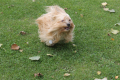 VdH-Schnellster-Hund-2024-final-035