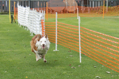 VdH-Schnellster-Hund-2024-final-036