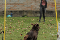 VdH-Schnellster-Hund-2024-final-037