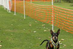 VdH-Schnellster-Hund-2024-final-038