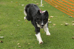 VdH-Schnellster-Hund-2024-final-039