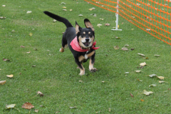 VdH-Schnellster-Hund-2024-final-040