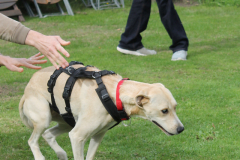VdH-Schnellster-Hund-2024-final-041