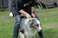 VdH-Schnellster-Hund-2024-final-042