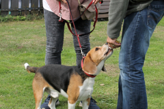 VdH-Schnellster-Hund-2024-final-043